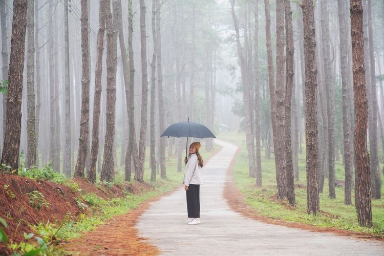 The image shows a young woman with an umbrella walking alone in the pine tree woods on a foggy day.